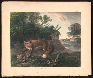 Red fox - from nature and on stone by Doughty (...) ; Childs lith. LCCN2013651007