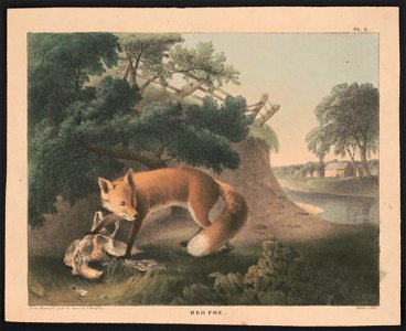 Red fox - from nature and on stone by T. Doughty ; Childs Lith. LCCN2013651006