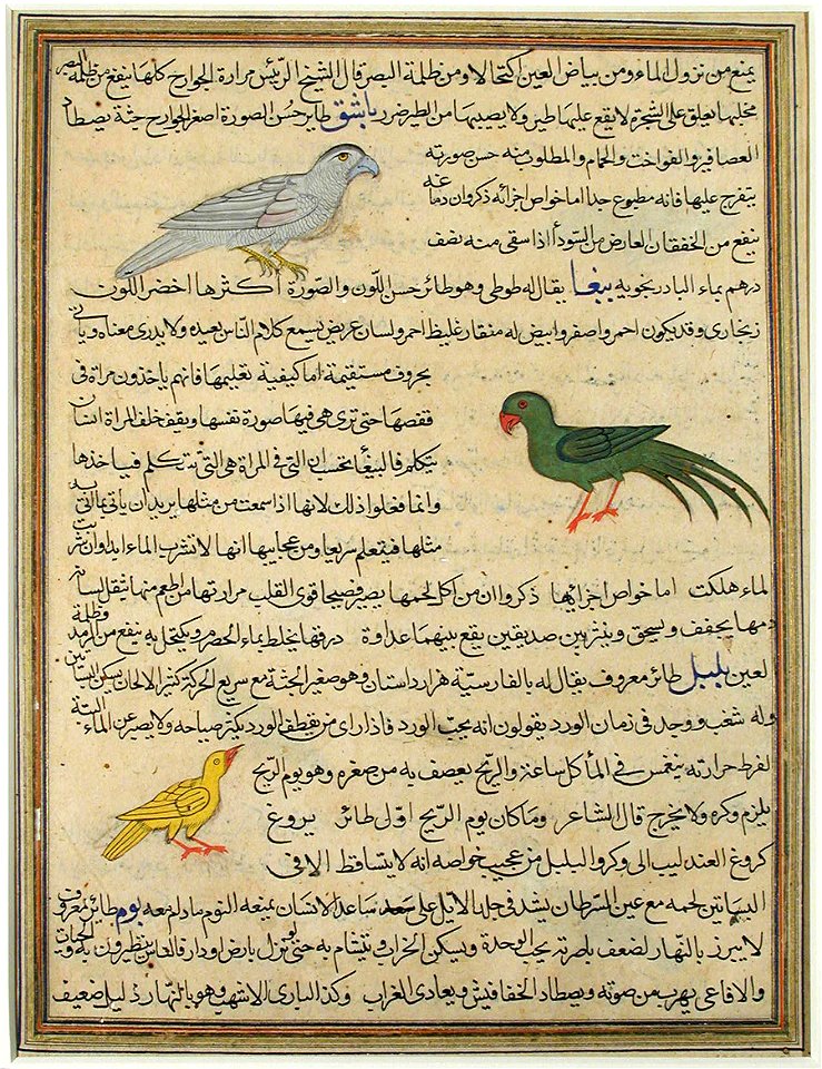 Recto- Hawk, parrot, and yellow finch; Verso- Three birds, the (6124542245)