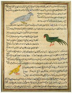 Recto- Hawk, parrot, and yellow finch; Verso- Three birds, the (6124542245)