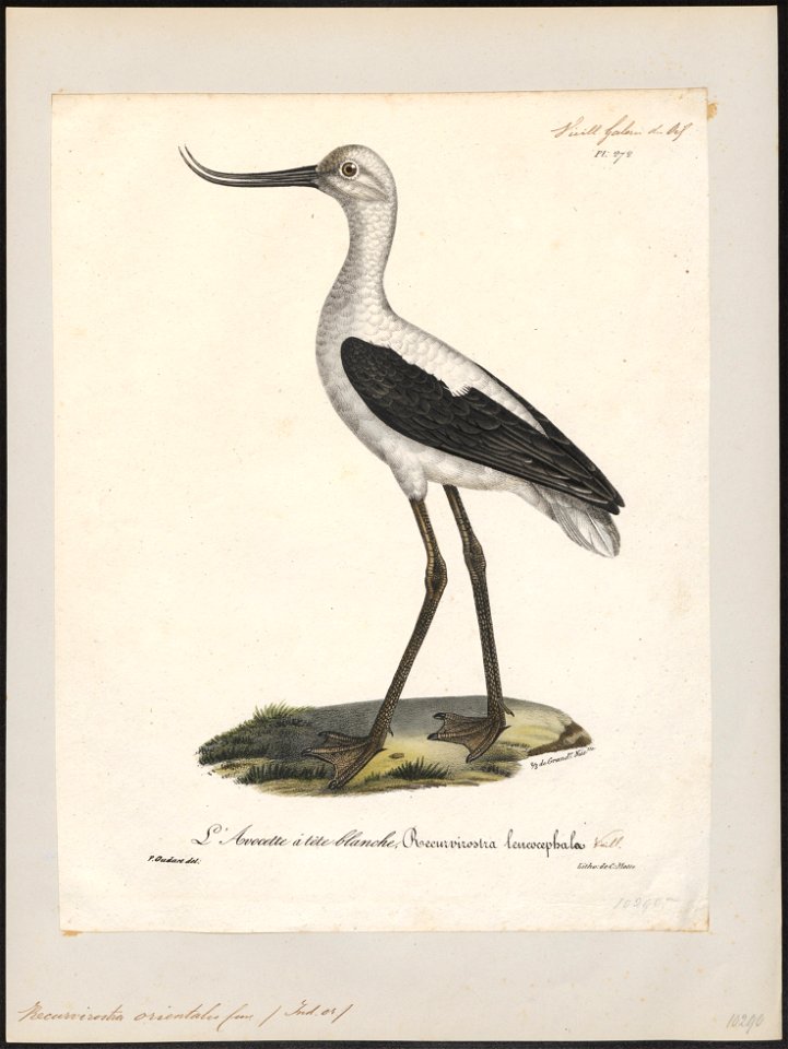 Recurvirostra orientalis - 1825-1834 - Print - Iconographia Zoologica - Special Collections University of Amsterdam - UBA01 IZ17400173