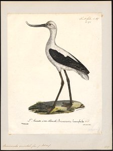 Recurvirostra orientalis - 1825-1834 - Print - Iconographia Zoologica - Special Collections University of Amsterdam - UBA01 IZ17400173