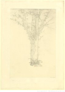 Redon - ARBRE, btv1b69510862
