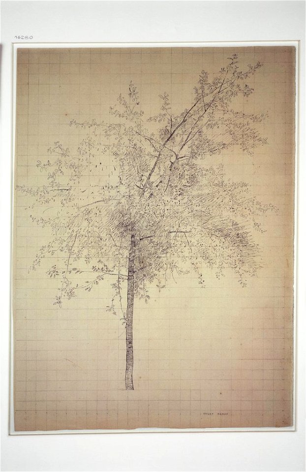 Redon - A tree, 16280 Z