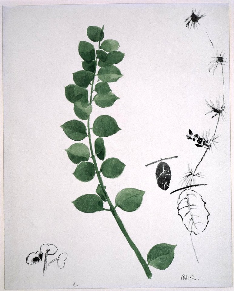 Redon - Study of Plants, ca. 1910