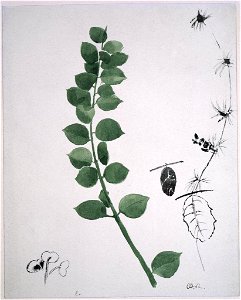 Redon - Study of Plants, ca. 1910