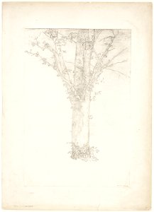 Redon - Tree, 1920.1705