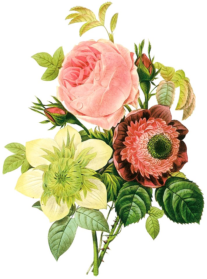 Redoute flowers01