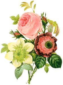 Redoute flowers01