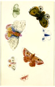 Redon - Sept études de papillons, Entre 1910 et 1914