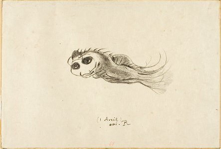 Redon - Menu of a Dinner for French Lithographers, April 1, 1887, 1920.1615