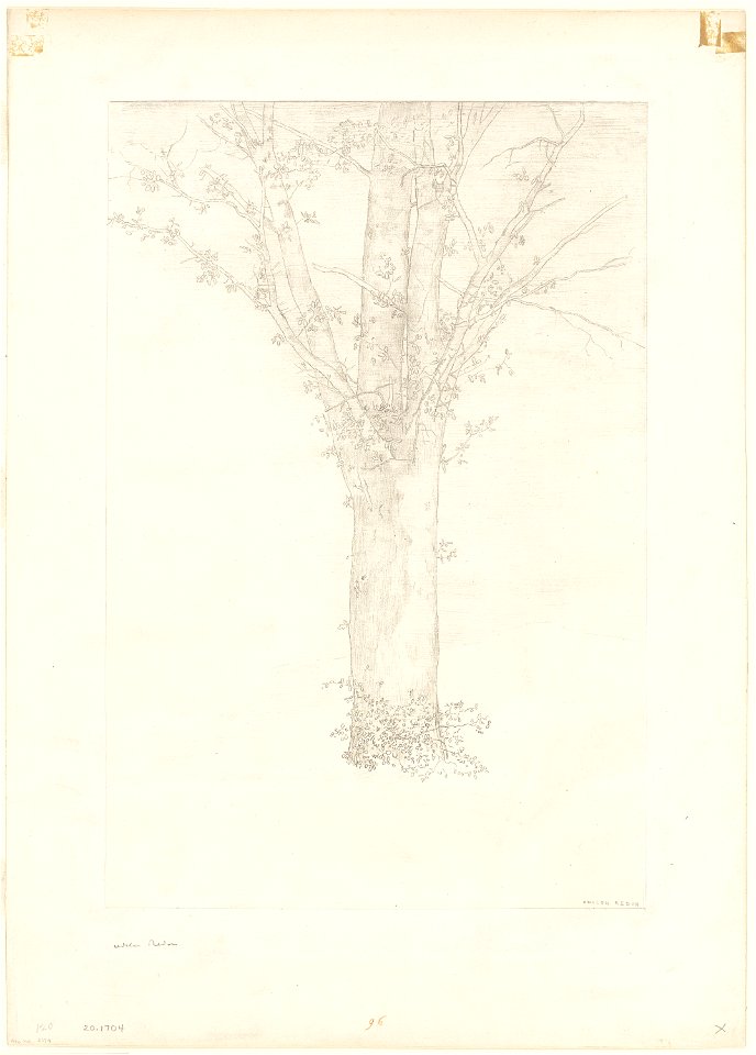 Redon - Tree, 1920.1704