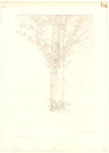 Redon - Tree, 1920.1704