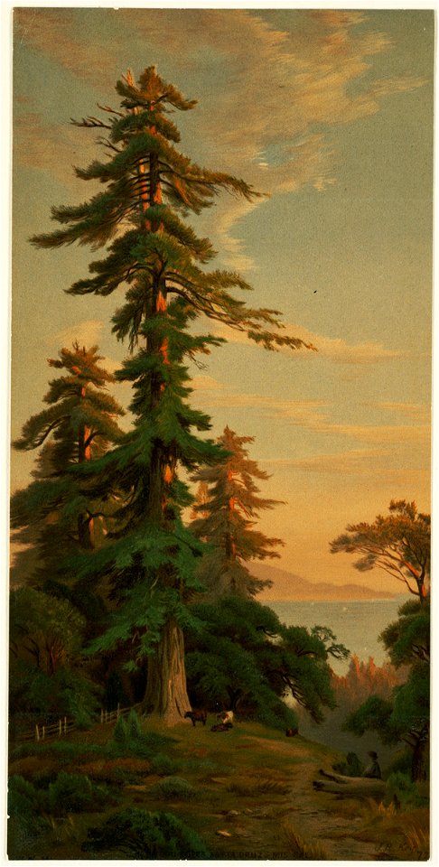 Redwood Trees, Santa Cruz Mts., Cal. 3 (Boston Public Library)