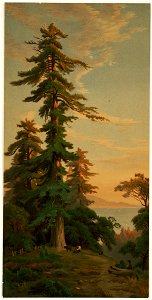 Redwood Trees, Santa Cruz Mts., Cal. 3 (Boston Public Library)