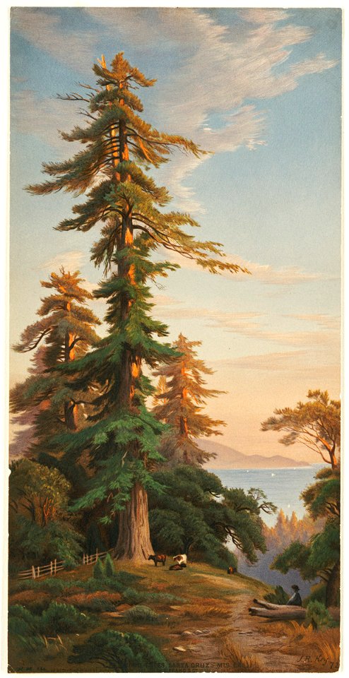 Redwood Trees, Santa Cruz Mts., Cal. (Boston Public Library)