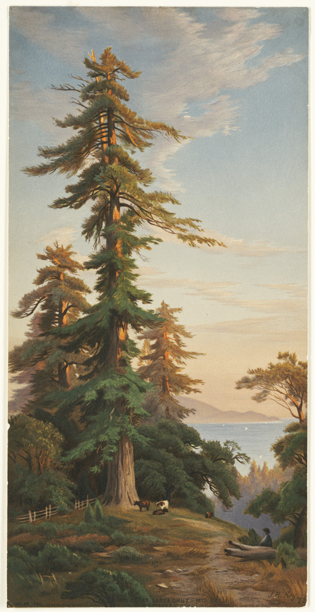 Redwood Trees, Santa Cruz Mts., Cal. (Boston Public Library)