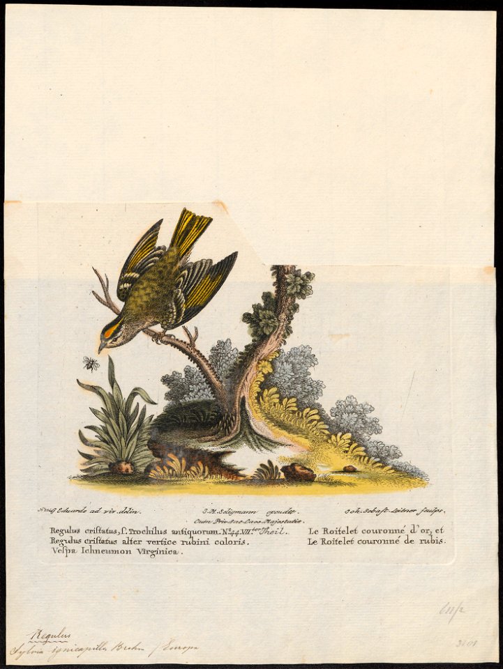 Regulus ignicapillus - 1700-1880 - Print - Iconographia Zoologica - Special Collections University of Amsterdam - UBA01 IZ16200212