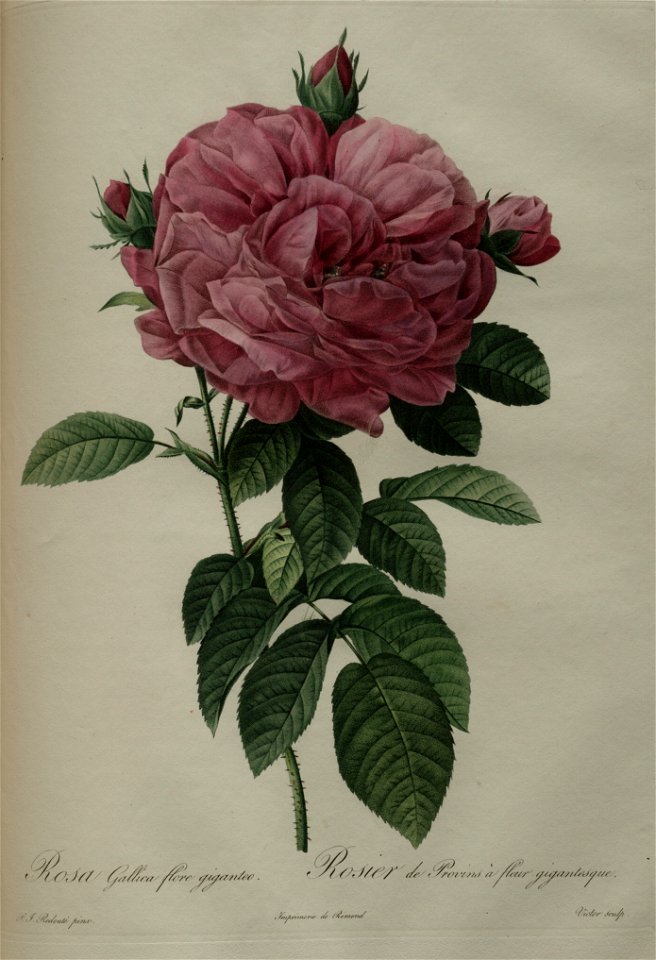 Redoute - Rosa gallica flore giganteo