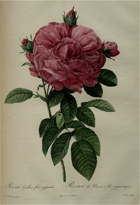 Redoute - Rosa gallica flore giganteo