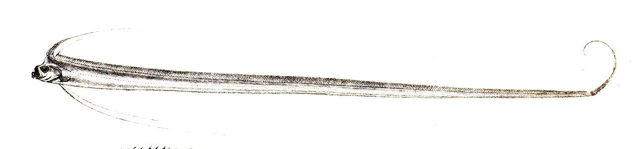 Regalecus russellii Ford 79