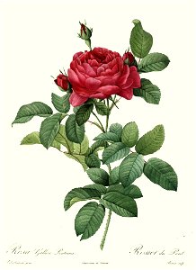 Redoute - Rosa gallica pontiana