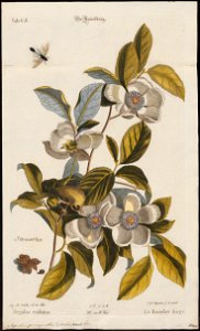 Regulus ignicapillus - 1700-1880 - Print - Iconographia Zoologica - Special Collections University of Amsterdam - UBA01 IZ16200214