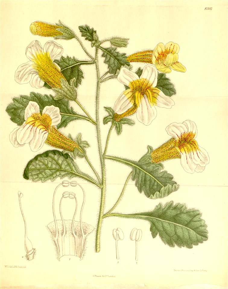 Rehmannia henryi 136-8302
