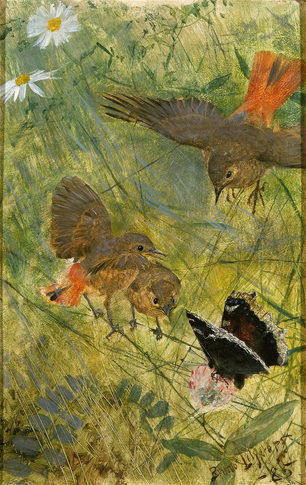 Redstarts and Butterflies. Five studies in one frame, NM 2223-2227 (Bruno Liljefors) - Nationalmuseum - 19283