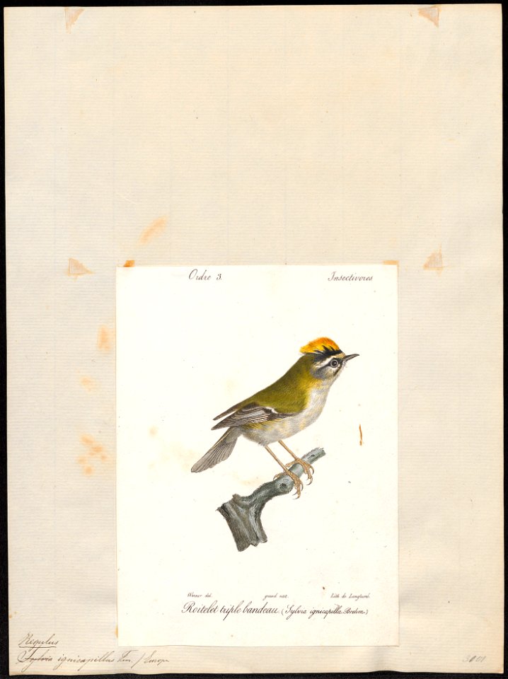 Regulus ignicapillus - 1842-1848 - Print - Iconographia Zoologica - Special Collections University of Amsterdam - UBA01 IZ16200208