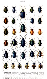 Reitter-1912 bugs3148
