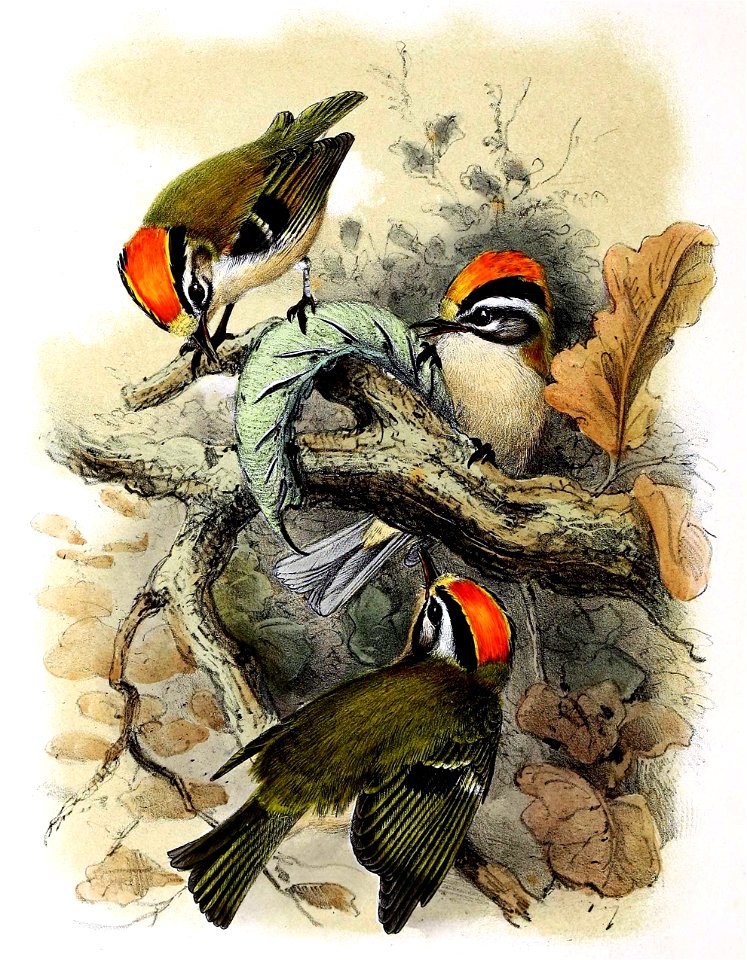 Regulus ignicapilla 1869