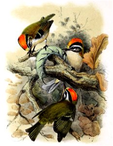 Regulus ignicapilla 1869
