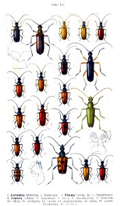 Reitter-1912 bugs3132
