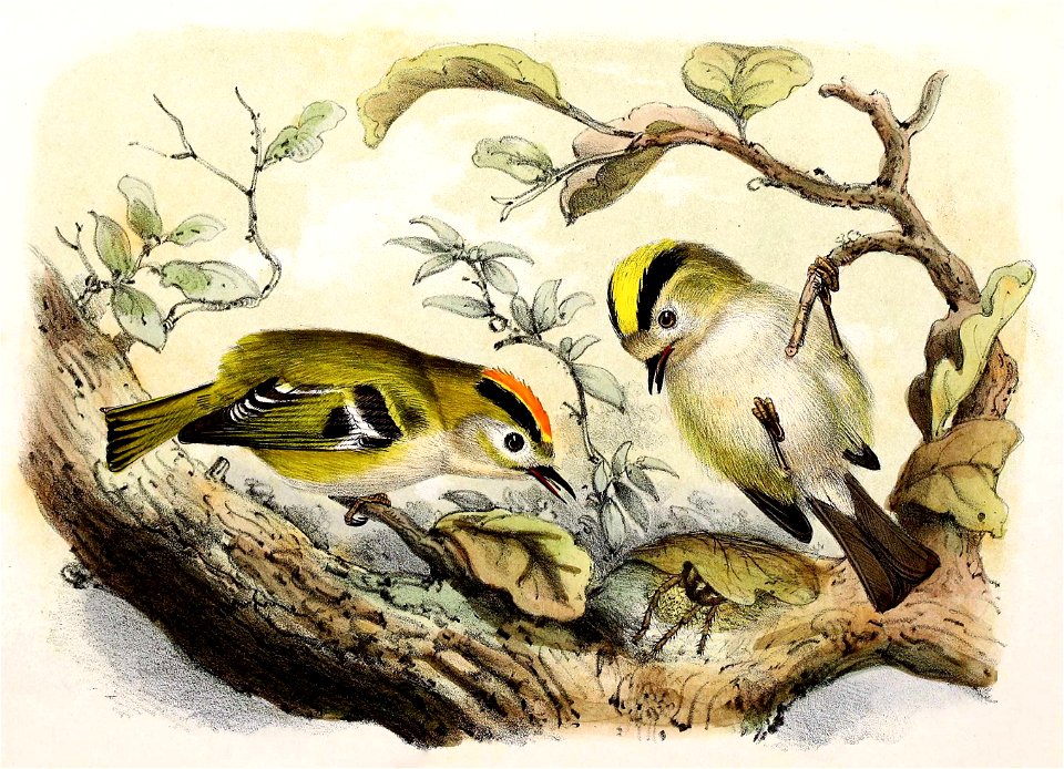 Regulus regulus 1869