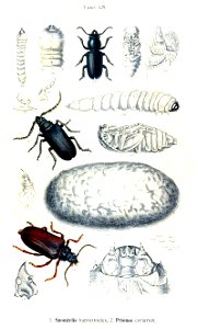 Reitter-1912 bugs3129