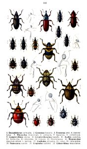 Reitter-1916-plate160