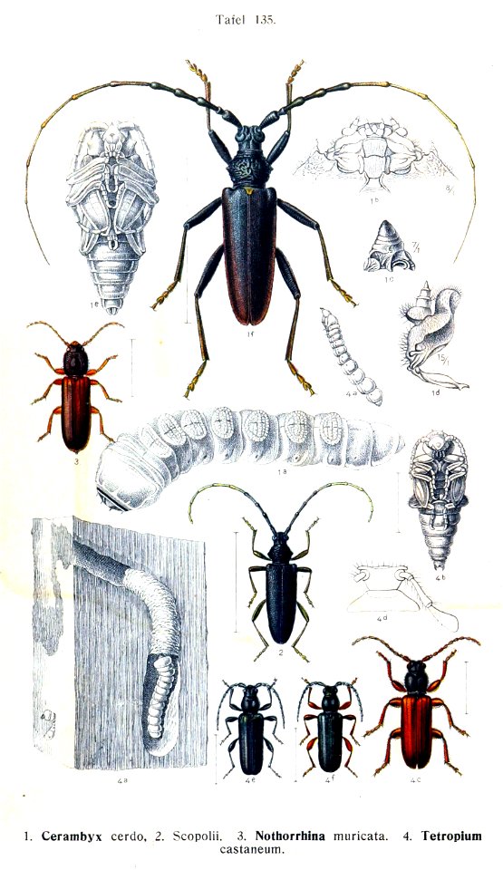 Reitter-1912 bugs3135