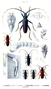 Reitter-1912 bugs3135