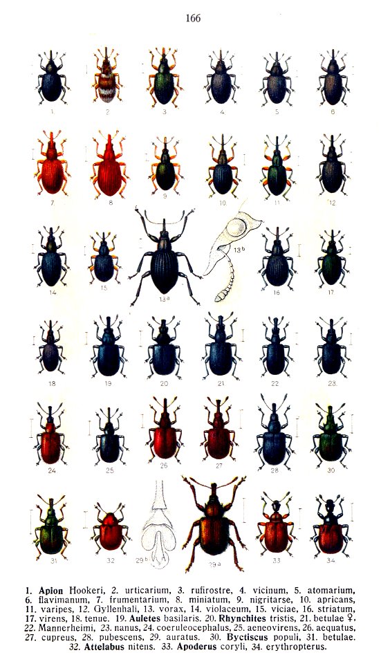 Reitter-1916-plate166