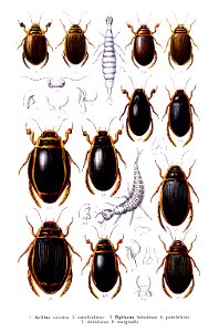 Reitter Dytiscus u.a.