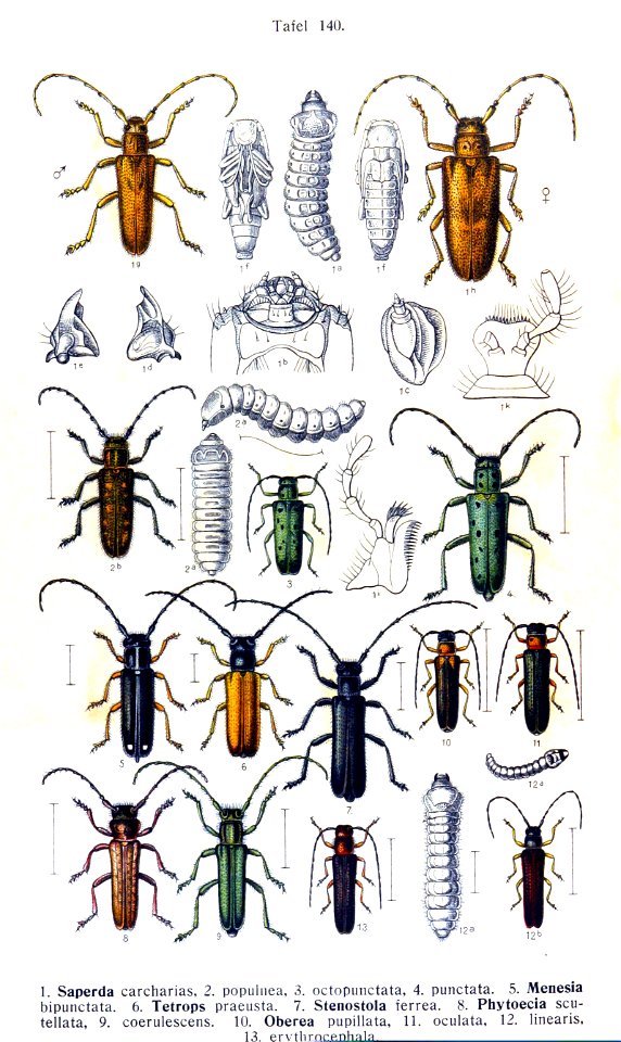 Reitter-1912 bugs3140