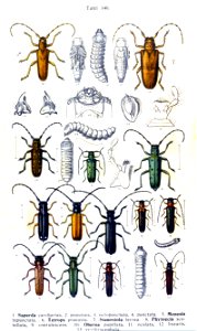 Reitter-1912 bugs3140