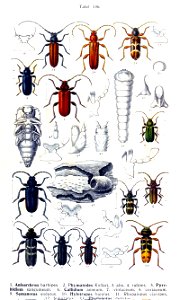 Reitter-1912 bugs3136