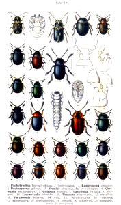 Reitter-1912 bugs3144