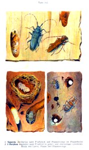 Reitter-1912 bugs3152