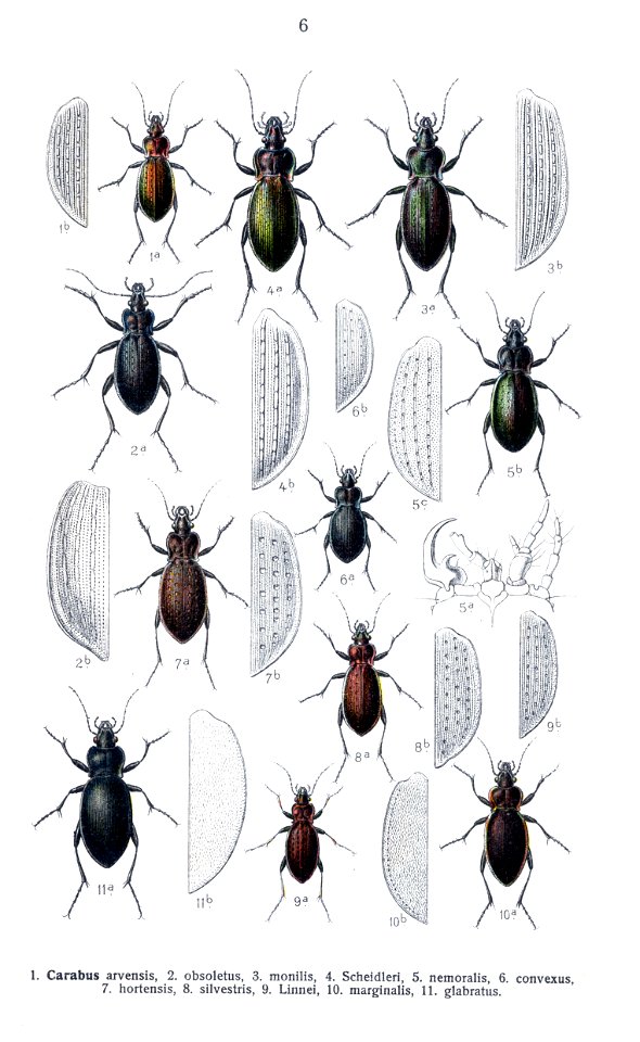 Reitter Carabus4