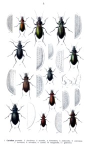 Reitter Carabus4. Free illustration for personal and commercial use.