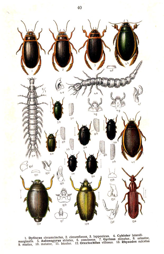 Reitter Dytiscus u.a. 2