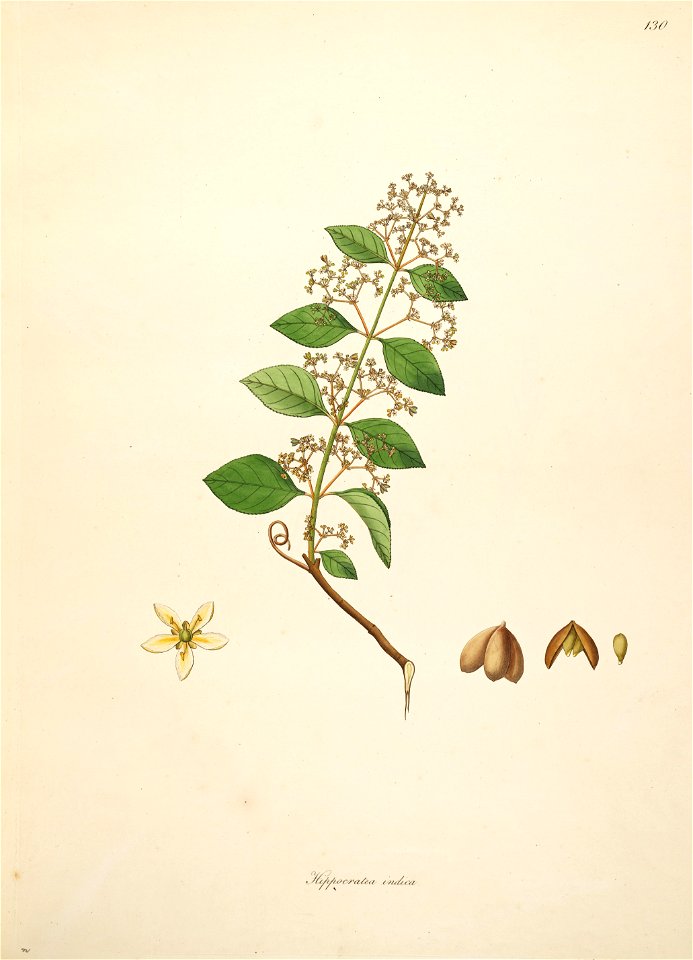 Reissantia indica Roxburgh 1798 2-130